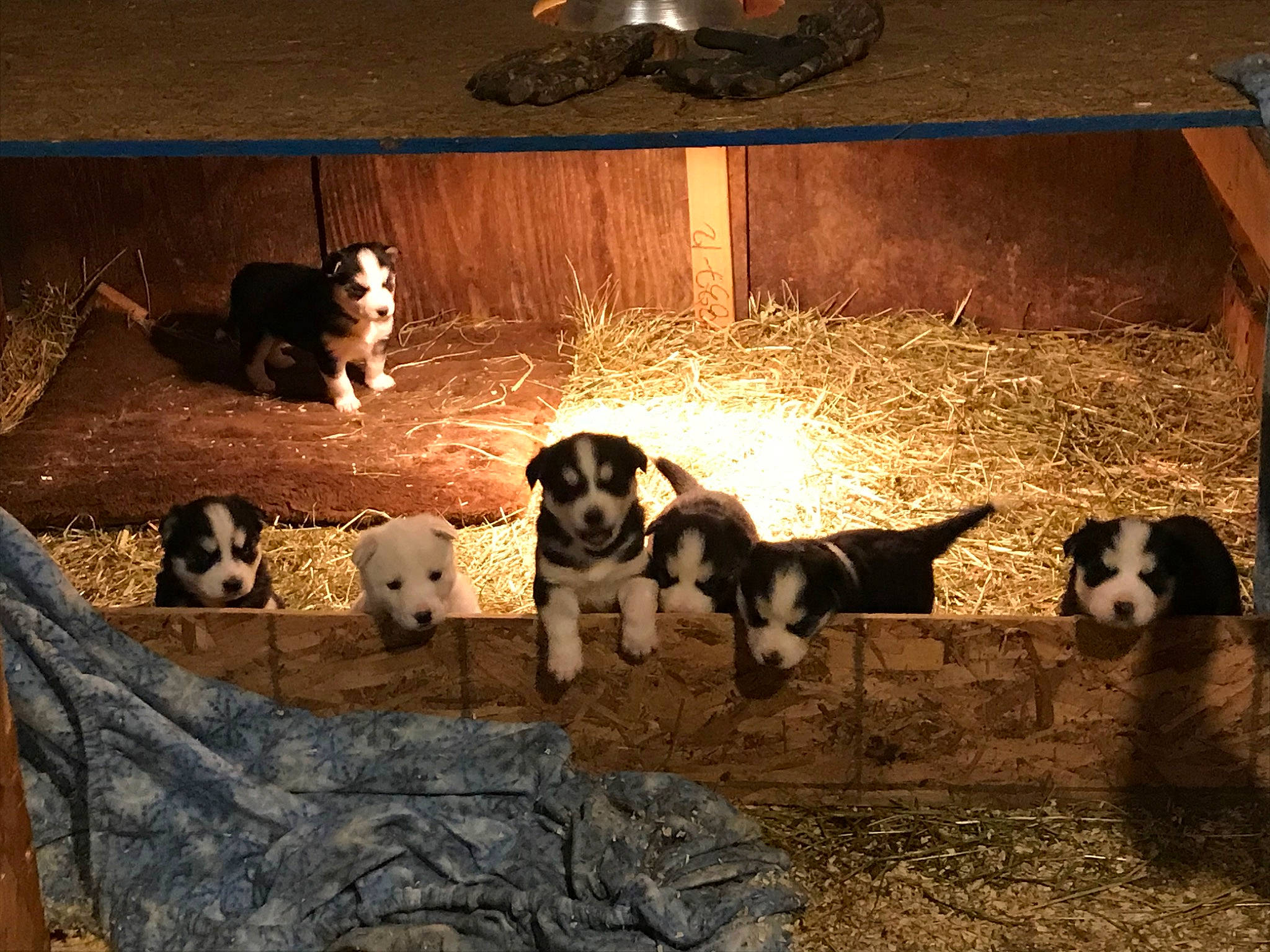 Little Bear joined the competition — help win amazing prizes! animal_shelter, canidae, carnivore, dog, dog_breed, fawn, mammal, sporting_group, vertebrate