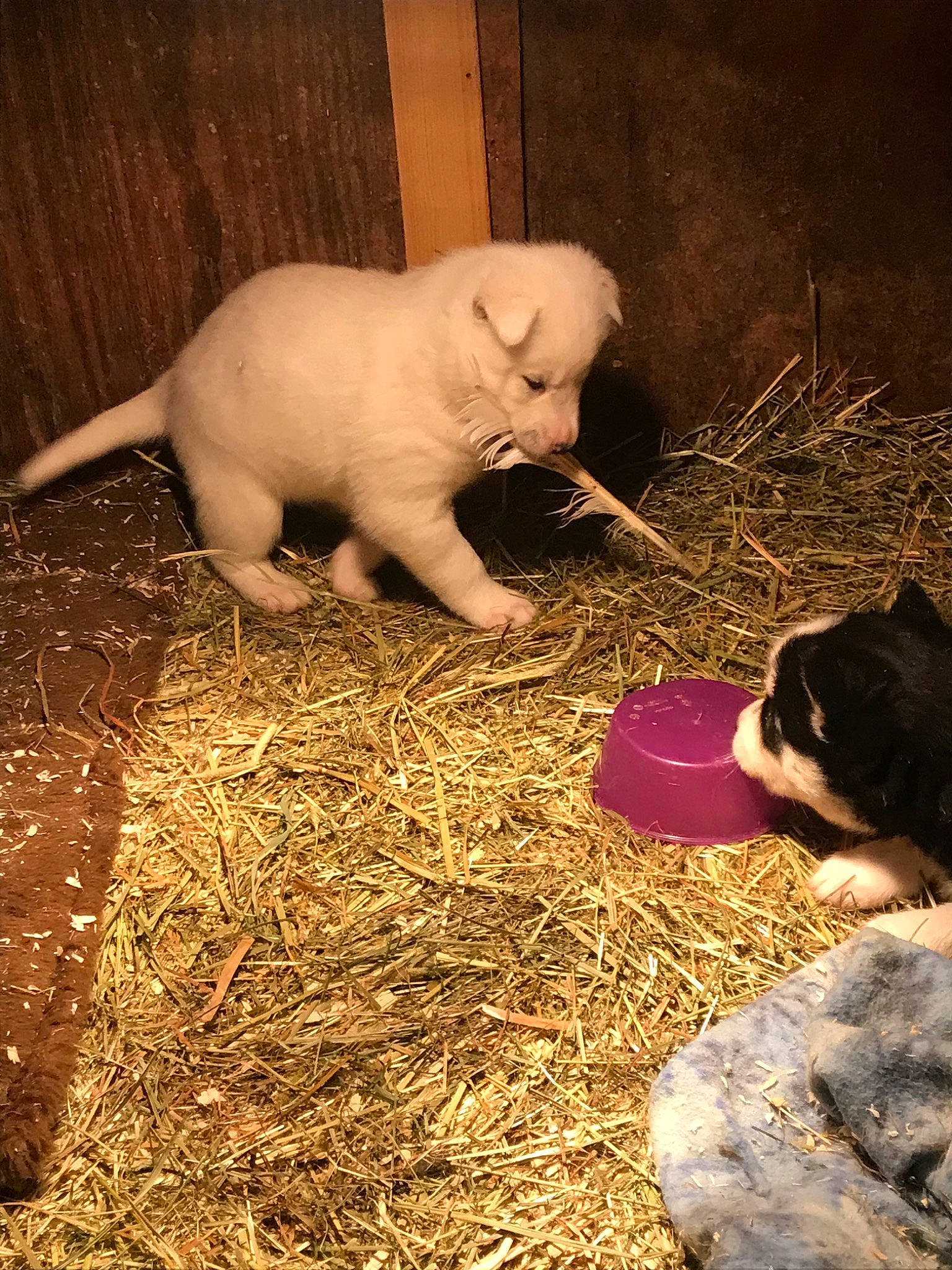 Little Bear joined the competition — help win amazing prizes! american_bulldog, american_pit_bull_terrier, canidae, carnivore, dog, dog_breed, dogo_argentino, fawn, guard_dog, mammal, non_sporting_group, pit_bull, puppy, sporting_group, vertebrate