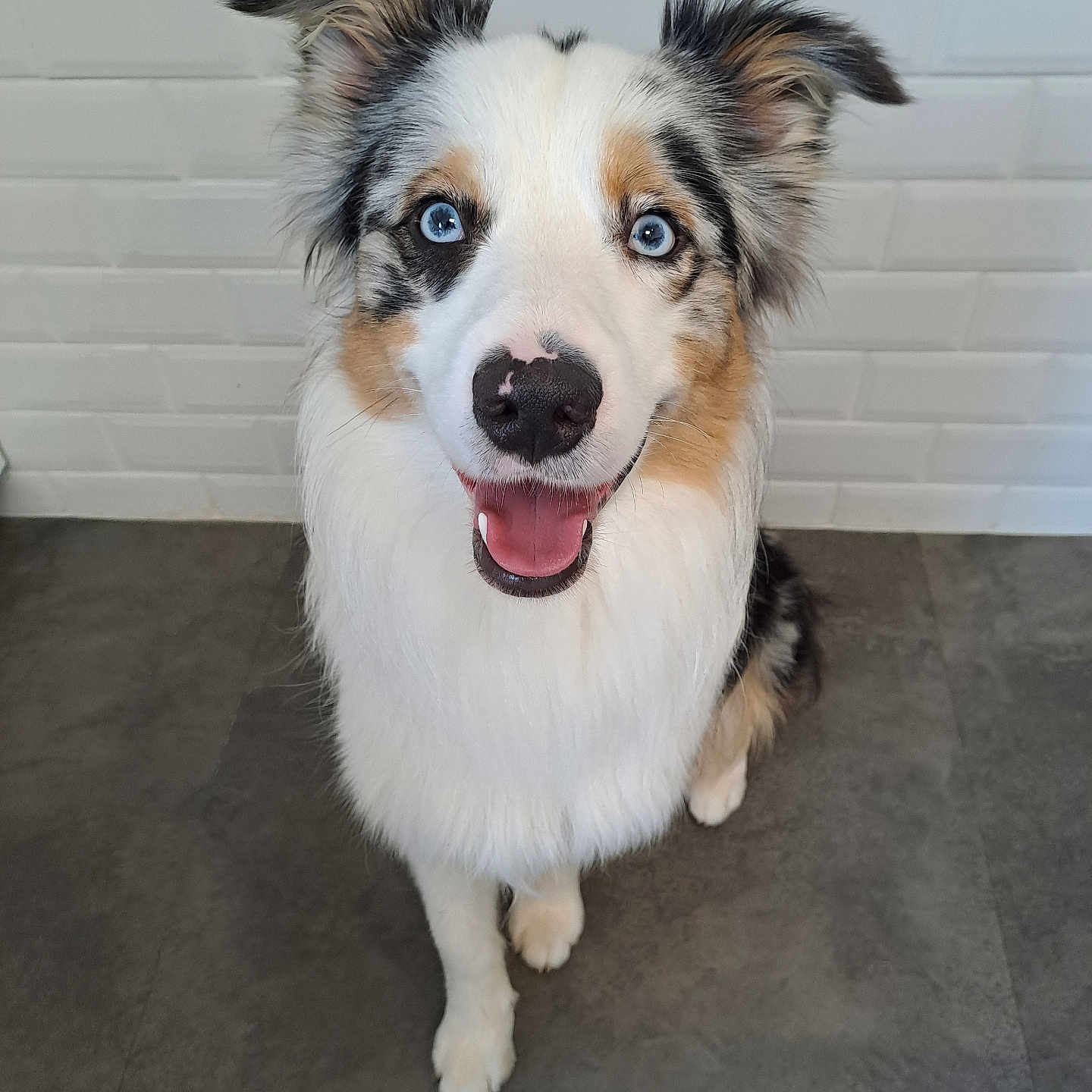 Végas participe au concours pour gagner de l'argent avec cette photo : animal, australian_shepherd, blue_eyes, canine, companion, cute, dog, ears, floor, fluffy, friendly, fur, happy, indoor, looking_up, pet, sitting, smiling, tile_floor, white_wall