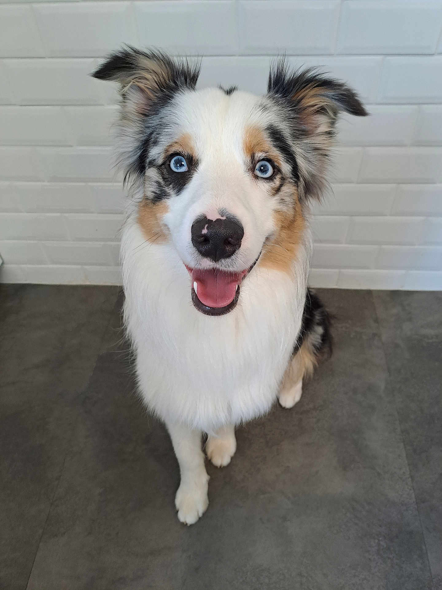 Végas participe au concours pour gagner de l'argent avec cette photo : dog, australian_shepherd, blue_eyes, fluffy, smiling, pet, indoor, floor, white_wall, tile_floor, sitting, looking_up, happy, animal, ears, fur, canine, companion, cute, friendly