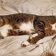 Tony joined the competition — help win amazing prizes! animal, bed, blanket, cat, comfort, cozy, cute, domestic_cat, fur, indoor, paws, peaceful, pet, relaxed, resting, sleeping, soft, striped, tabby, whiskers