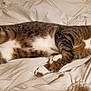 animal, bed, blanket, cat, comfort, cozy, cute, domestic_cat, fur, indoor, paws, peaceful, pet, relaxed, resting, sleeping, soft, striped, tabby, whiskers