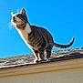Tony joined the competition — help win amazing prizes! animal, blue_sky, building, cat, curious, daylight, domestic, feline, mammal, nature, outdoor, pet, roof, shingles, standing, stripes, sunlight, tabby, tail, whiskers