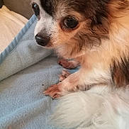 Jessie a rejoint le concours — aidez-le/la à gagner de superbes lots ! animal, bed, blue_blanket, canine, close_up, companion, cute, dog, domestic_animal, expression, fluffy_fur, fur, indoors, looking, paw, pet, resting, small_dog, snout, soft_texture