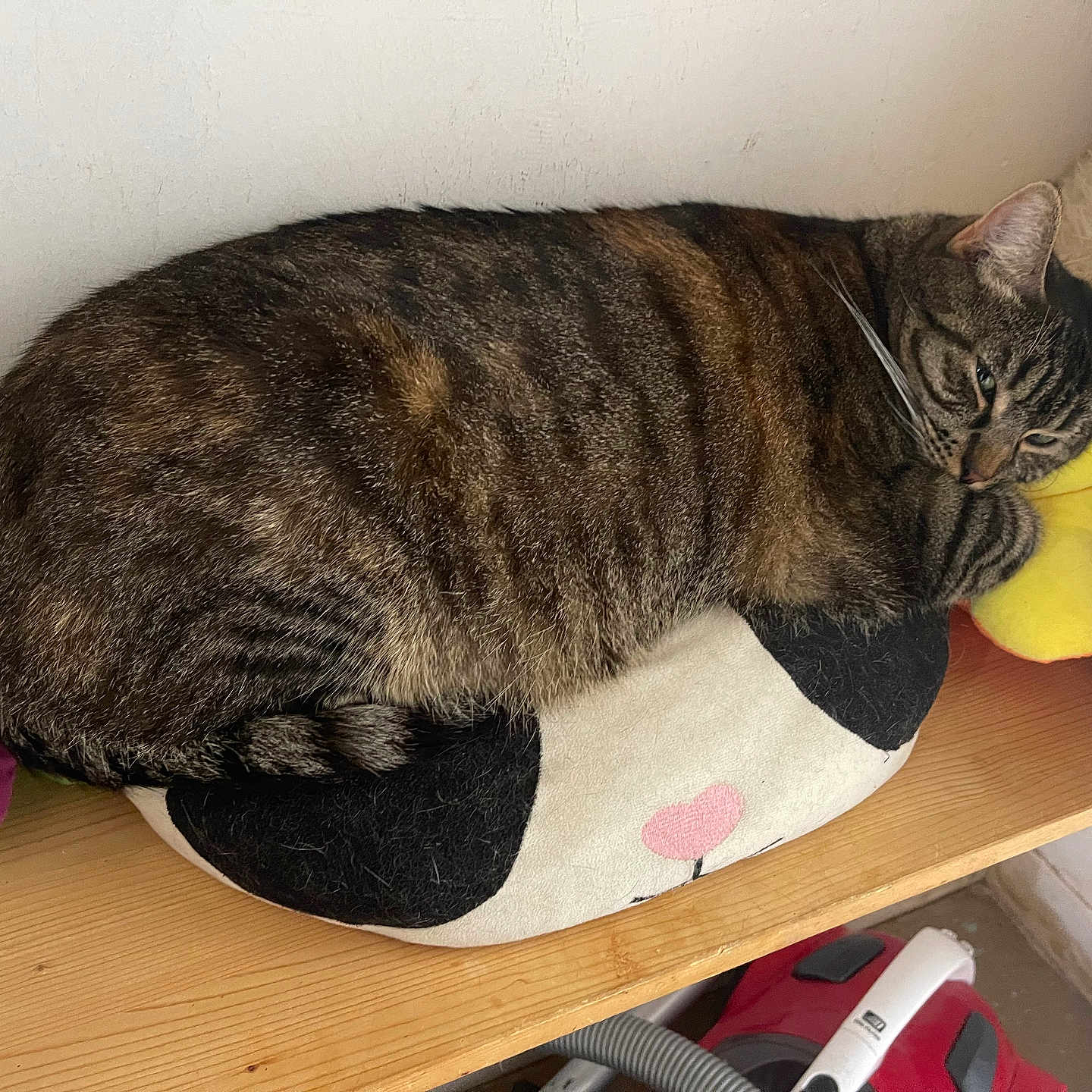 Tora a rejoint le concours — aidez-le/la à gagner de superbes lots ! abyssinian, animal, ball, canine, cat, couch, cushion, furniture, homedecor, kitten, manx, person, pet, pillow, plush, sleeping, sport, tennis, tennisball, toy