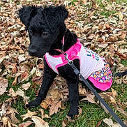 Roxy is registered to the contest to win money with this photo: puppy, dog, black_dog, pink_dress, floral_pattern, leash, grass, fallen_leaves, outdoor, autumn, pet, cute, animal, young_dog, sitting, nature, close_up, canine, fur, collar