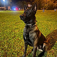 Abel is registered to the contest to win money with this photo: alert, animal, canine, collar, dark, dog, evening, field, grass, illuminated, nature, night, outdoor, park, pet, shadow, sitting, streetlight, tree, watchful