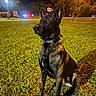 alert, animal, canine, collar, dark, dog, evening, field, grass, illuminated, nature, night, outdoor, park, pet, shadow, sitting, streetlight, tree, watchful