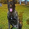 Abel is registered to the contest to win money with this photo: animal, background, building, canine, dog, german_shepherd, grass, happy, illuminated, nature, night, outdoor, park, pet, pole, shadow, sitting, street_light, tongue_out, trees