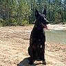 Abel is registered to the contest to win money with this photo: animal, black_dog, canine, daytime, dog, forest, happy, landscape, nature, outdoor, pet, pine_trees, pond, recreation, sand, sitting, sunny, tongue_out, water, wet_dog