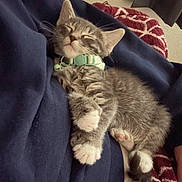 Gandalf is registered to the contest to win money with this photo: kitten, cat, sleeping, collar, feline, pet, cozy, blanket, paws, fur, indoor, resting, cute, small, domestic_animal, nap, comfortable, whiskers, relaxed, animal