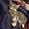 kitten, cat, sleeping, collar, feline, pet, cozy, blanket, paws, fur, indoor, resting, cute, small, domestic_animal, nap, comfortable, whiskers, relaxed, animal
