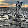 Nala a rejoint le concours — aidez-le/la à gagner de superbes lots ! dog, beach, sunset, mud, water, reflection, outdoor, animal, sky, clouds, wet, harness, canine, landscape, nature, walking, puddle, evening, scenic, pet
