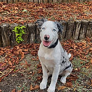 Nala participe au concours pour gagner de l'argent avec cette photo : dog, blue_eyes, autumn, leaves, grass, wooden_steps, pet, outdoor, sitting, nature, cute, happy, animal, collar, portrait, fall, canine, playful, smiling, young_dog