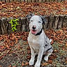 dog, blue_eyes, autumn, leaves, grass, wooden_steps, pet, outdoor, sitting, nature, cute, happy, animal, collar, portrait, fall, canine, playful, smiling, young_dog
