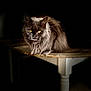 Trinity participe au concours pour gagner de l'argent avec cette photo : animal, cat, closeup, dark_background, domestic, feline, fluffy, fur, household, indoor, mystical, pet, portrait, relaxed, shadow, sitting, table_leg, whiskers, wooden_table, yellow_eyes