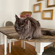 Trinity participe au concours pour gagner de l'argent avec cette photo : animal, cat, chair, closeup, cozy, decor, empty_frames, floor, fluffy, furniture, gray_cat, home, indoor, pet, portrait, relaxed, sitting, table, wooden_table, yellow_eyes