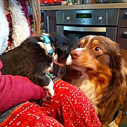 Nougat a rejoint le concours — aidez-le/la à gagner de superbes lots ! canidae, carnivore, companion_dog, dog, dog_breed, ear, fur, puppy_love, sporting_group