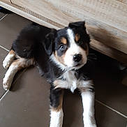 Oscar a rejoint le concours — aidez-le/la à gagner de superbes lots ! australian_collie, australian_shepherd, bernese_mountain_dog, canidae, carnivore, companion_dog, dog, dog_breed, english_shepherd, mammal, miniature_australian_shepherd, puppy, rare_breed_dog, snout, sporting_group, vertebrate, welsh_sheepdog