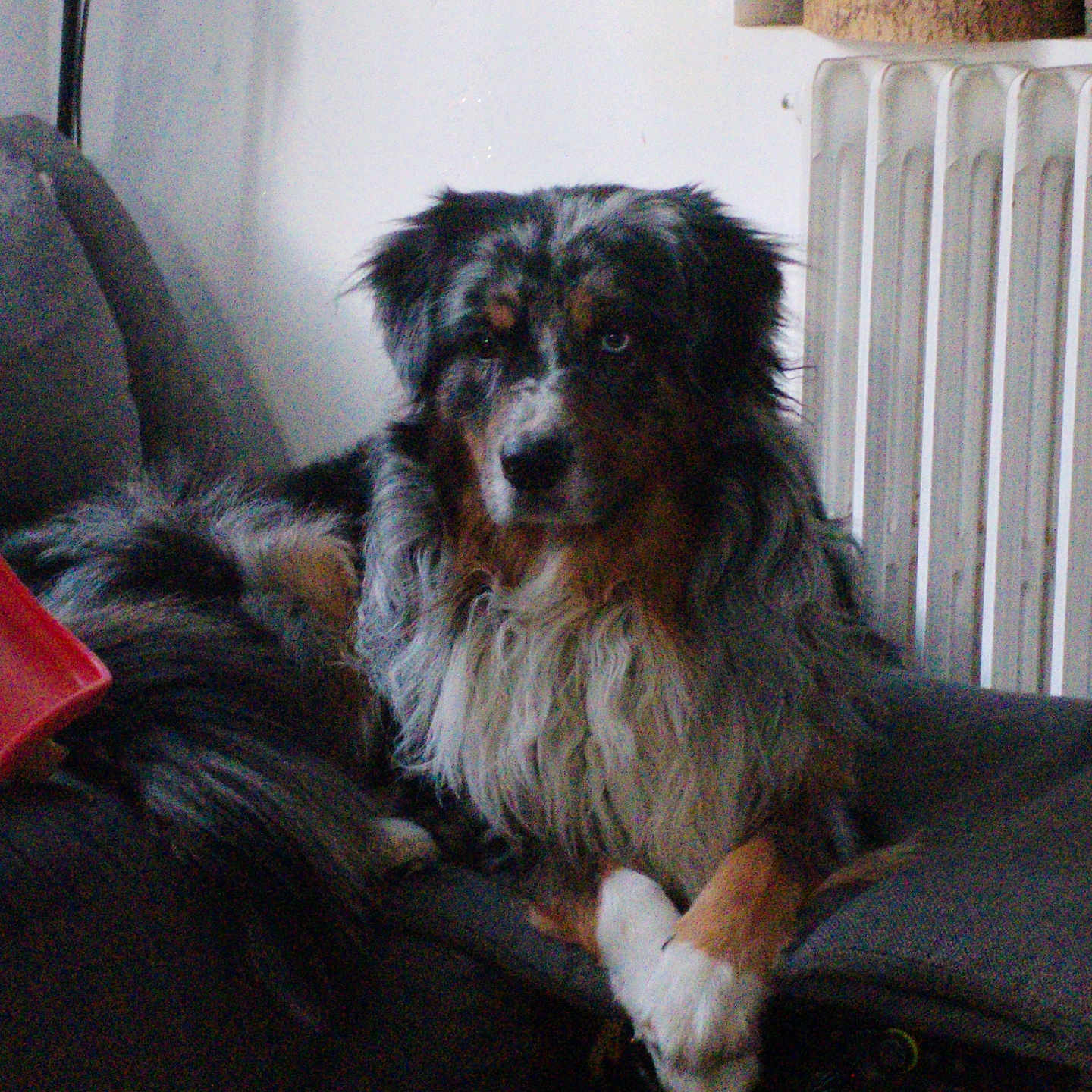 Tango a rejoint le concours — aidez-le/la à gagner de superbes lots ! animal, black, brown, companion, couch, cute, dog, domestic, fur, furniture, household, indoor, long_hair, pet, portrait, quiet, radiator, relaxed, resting, white
