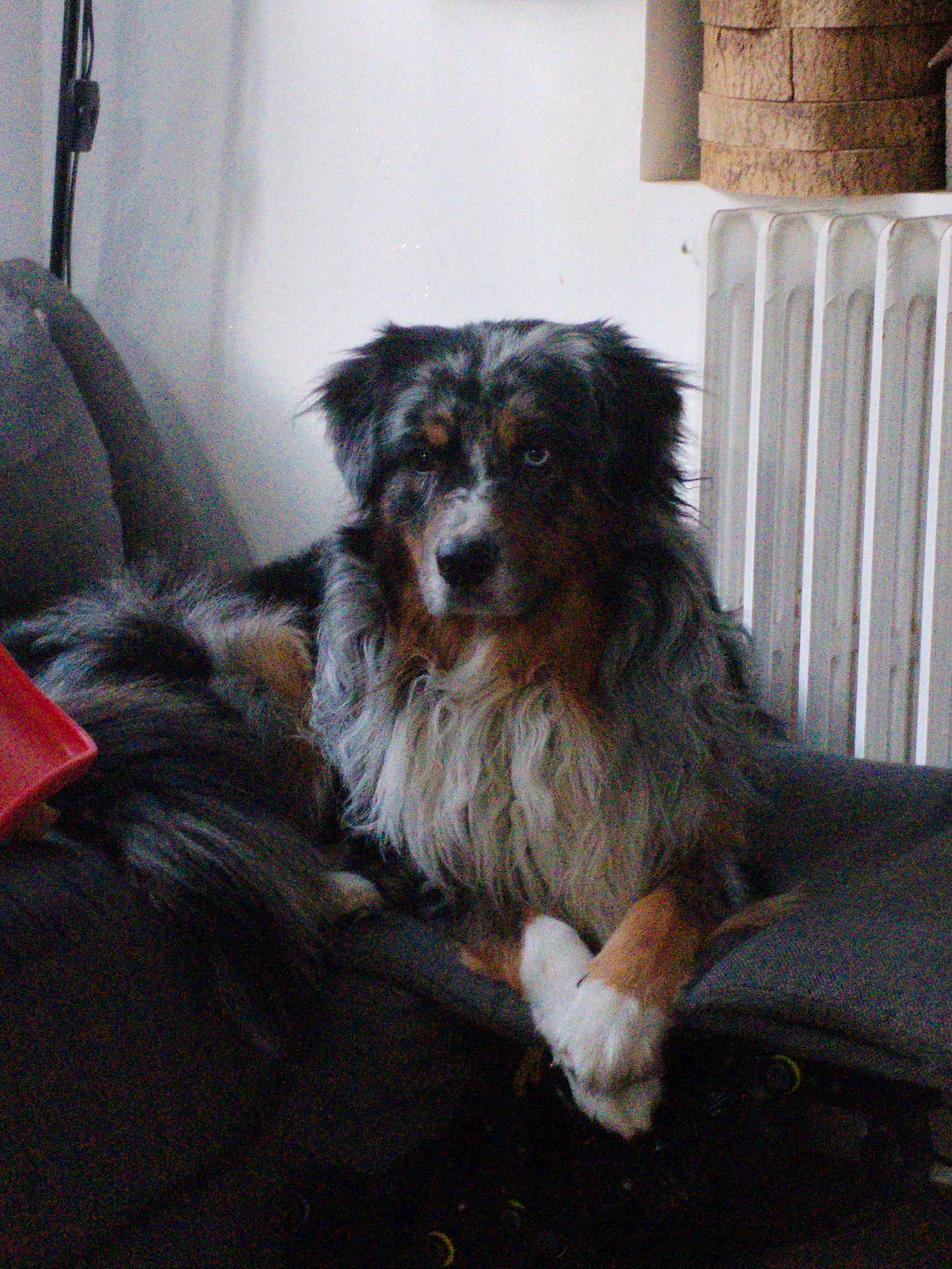 Tango a rejoint le concours — aidez-le/la à gagner de superbes lots ! dog, indoor, couch, fur, long_hair, pet, resting, radiator, animal, brown, black, white, relaxed, household, portrait, companion, furniture, cute, domestic, quiet
