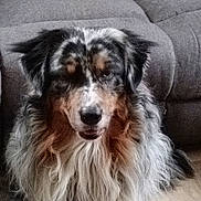 Tango participe au concours pour gagner de l'argent avec cette photo : animal, australian_shepherd, canine, companion, couch, cute, dog, ears, face, floor, friendly, fur, gray, home, indoor, long_hair, mammal, pet, sitting, tongue