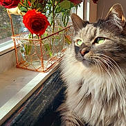 Garth joined the competition — help win amazing prizes! cat, fluffy, green_eyes, window, sunlight, roses, red_flowers, glass_jars, wire_basket, indoor, pet, feline, close_up, portrait, natural_light, whiskers, fur, plant, still_life, peaceful