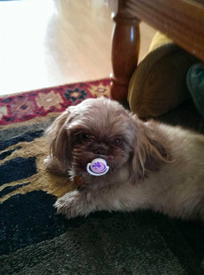 Mickee joined the competition — help win amazing prizes! canidae, carnivore, companion_dog, dog, dog_breed, fawn, flooring, fur, hardwood, liver, non_sporting_group, pekingese, snout, sporting_group, terrestrial_animal, toy_dog, whiskers, wood, working_animal, wrinkle