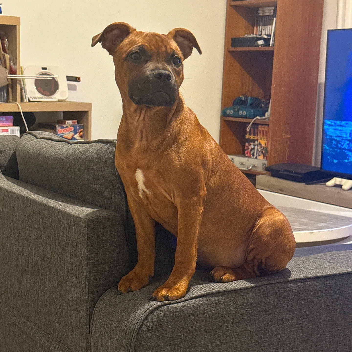 Aya a rejoint le concours — aidez-le/la à gagner de superbes lots ! attention, background, brown_dog, couch, decor, dog, domestic, electronics, furniture, gray_couch, household_items, indoor, living_room, pet, relaxed, shelf, sitting, table, television, wooden_shelf