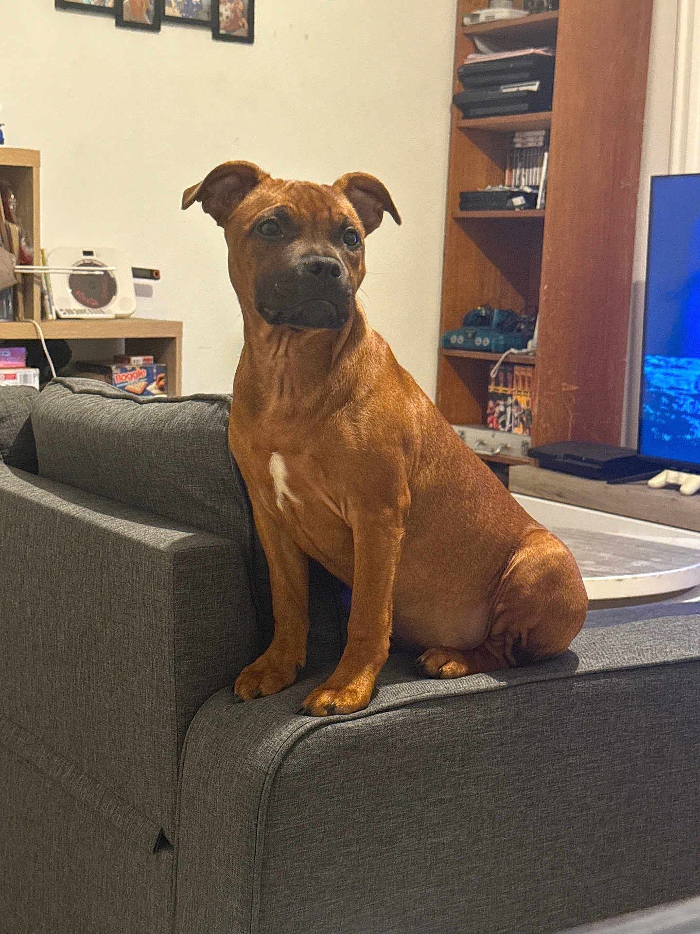 Aya a rejoint le concours — aidez-le/la à gagner de superbes lots ! dog, brown_dog, couch, living_room, sitting, shelf, television, furniture, indoor, pet, household_items, wooden_shelf, gray_couch, attention, domestic, relaxed, background, electronics, table, decor