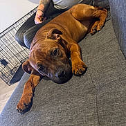 Aya participe au concours pour gagner de l'argent avec cette photo : animal, brown_dog, canine, casual, companion, couch, dog, face, furniture, gray_couch, home, indoor, looking_at_camera, paw, person, pet, relaxed, resting, tattoo, tattooed_arm