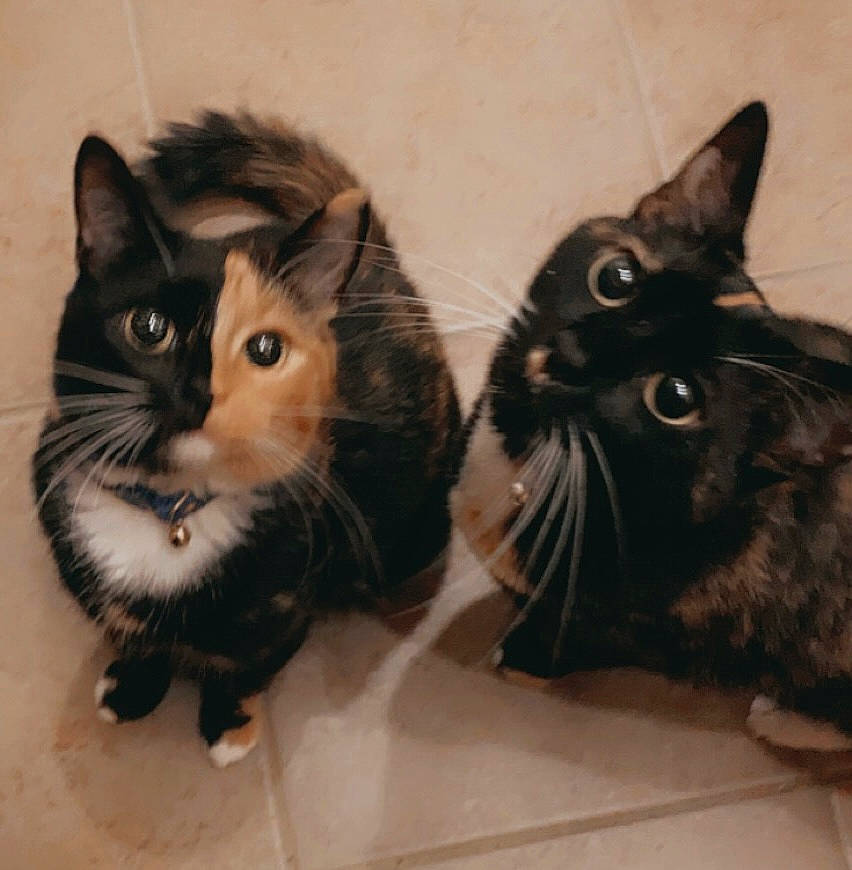 Luna And Nova