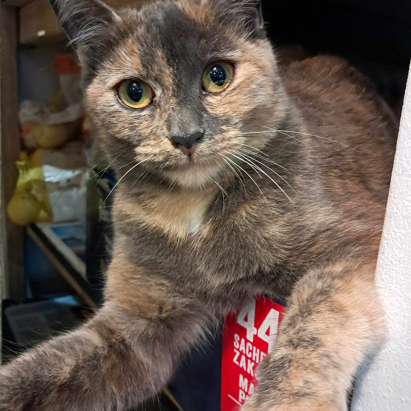 Mimi