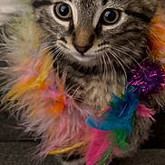Kobe is registered to the contest to win money with this photo: kitten, tabby, cat, feathers, colorful, playful, pet, cute, animal, young, fur, whiskers, indoor, toy, curious, closeup, sitting, eyes, front_paws, texture