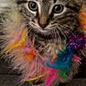 kitten, tabby, cat, feathers, colorful, playful, pet, cute, animal, young, fur, whiskers, indoor, toy, curious, closeup, sitting, eyes, front_paws, texture