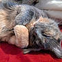 Cleo is registered to the contest to win money with this photo: cat, sleeping, fluffy, fur, paw, whiskers, blanket, red, cozy, resting, cute, pet, animal, domestic, closeup, relaxed, soft, indoor, mammal, feline