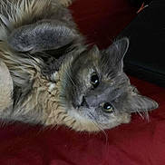Cleo is registered to the contest to win money with this photo: cat, gray_cat, fluffy, fur, pet, animal, lying_down, red_background, whiskers, ears, eyes, cute, domestic_cat, feline, cozy, indoor, soft, close_up, portrait, relaxed
