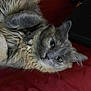 cat, gray_cat, fluffy, fur, pet, animal, lying_down, red_background, whiskers, ears, eyes, cute, domestic_cat, feline, cozy, indoor, soft, close_up, portrait, relaxed