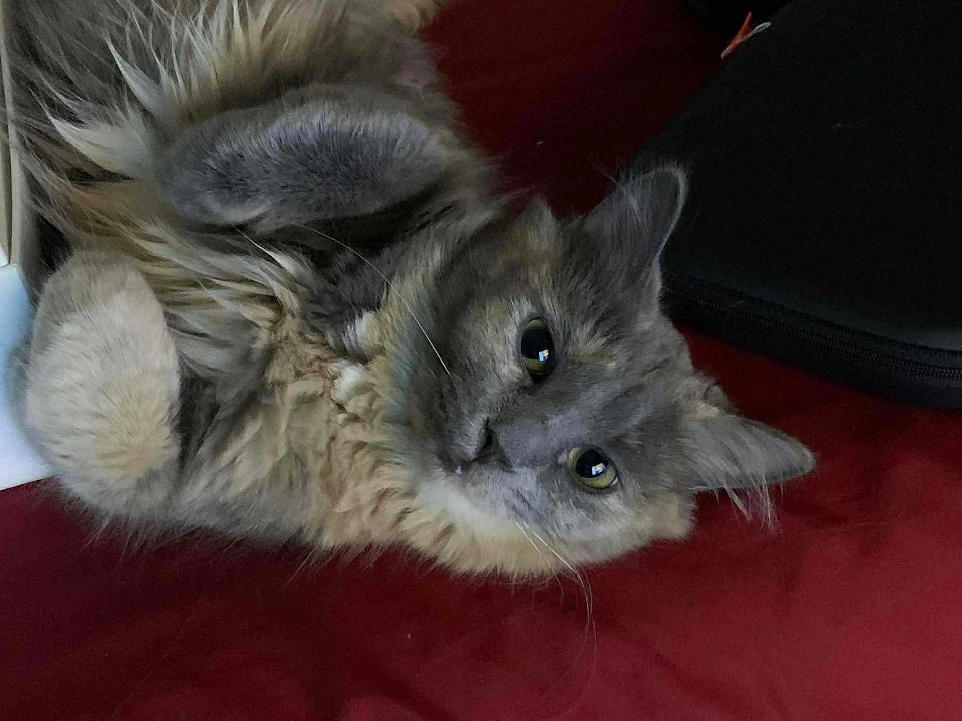 Cleo