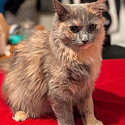 Cleo joined the competition — help win amazing prizes! animal, cat, companion, cute, domestic, ears, eyes, feline, fluffy, fur, furry, indoor, looking, mammal, pet, portrait, red_surface, sitting, soft, whiskers