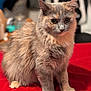 Cleo joined the competition — help win amazing prizes! cat, fluffy, sitting, red_surface, indoor, pet, feline, fur, whiskers, ears, eyes, animal, cute, domestic, soft, portrait, looking, mammal, furry, companion