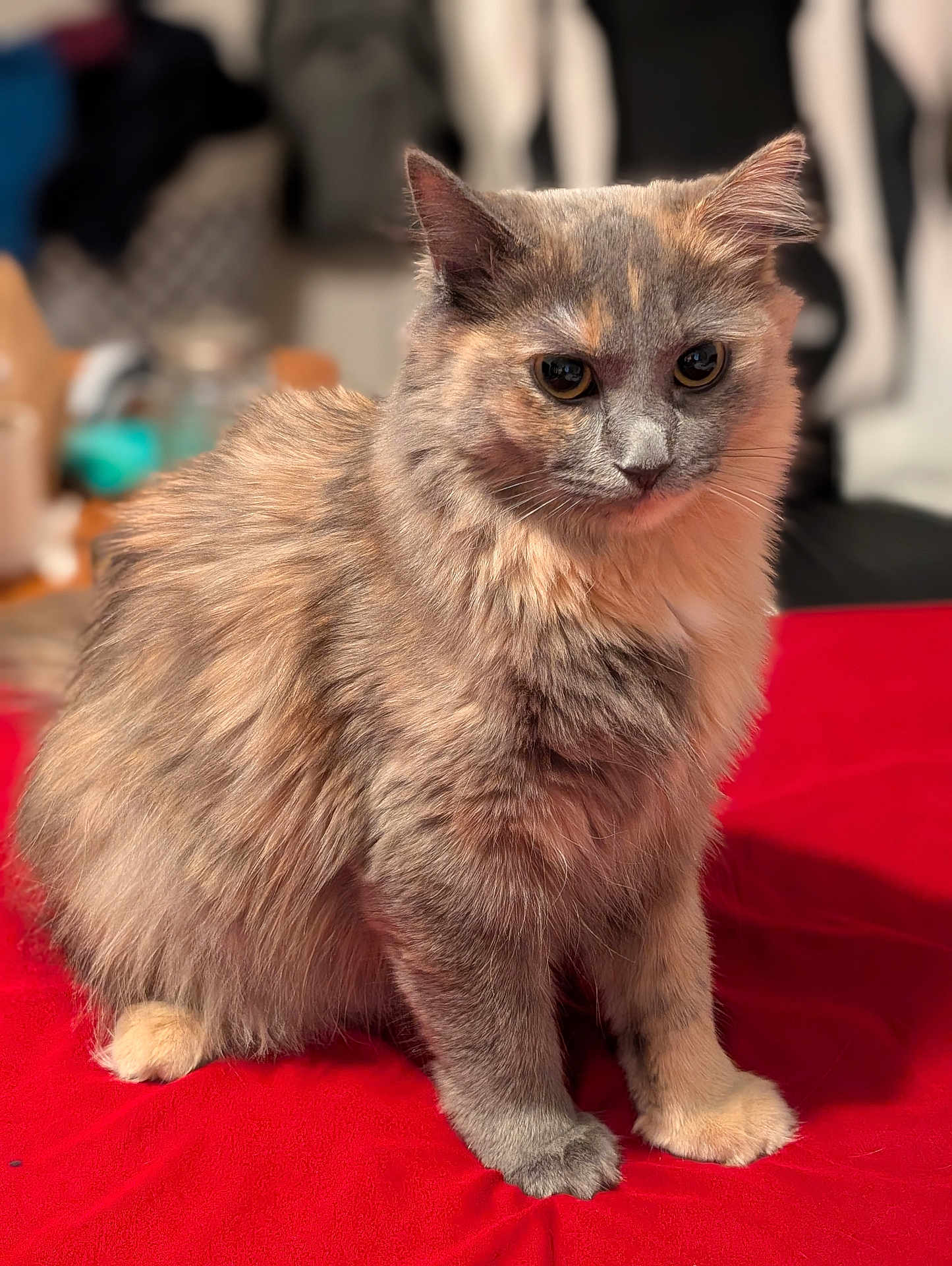 Cleo joined the competition — help win amazing prizes! cat, fluffy, sitting, red_surface, indoor, pet, feline, fur, whiskers, ears, eyes, animal, cute, domestic, soft, portrait, looking, mammal, furry, companion