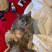 Cleo joined the competition — help win amazing prizes! cat, gray_cat, bed, red_bedspread, white_comforter, fluffy, pet, indoor, relaxed, curious, game_controller, drink_cup, cozy, feline, animal, domestic_animal, resting, fur, whiskers, tail