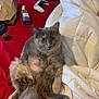 cat, gray_cat, bed, red_bedspread, white_comforter, fluffy, pet, indoor, relaxed, curious, game_controller, drink_cup, cozy, feline, animal, domestic_animal, resting, fur, whiskers, tail