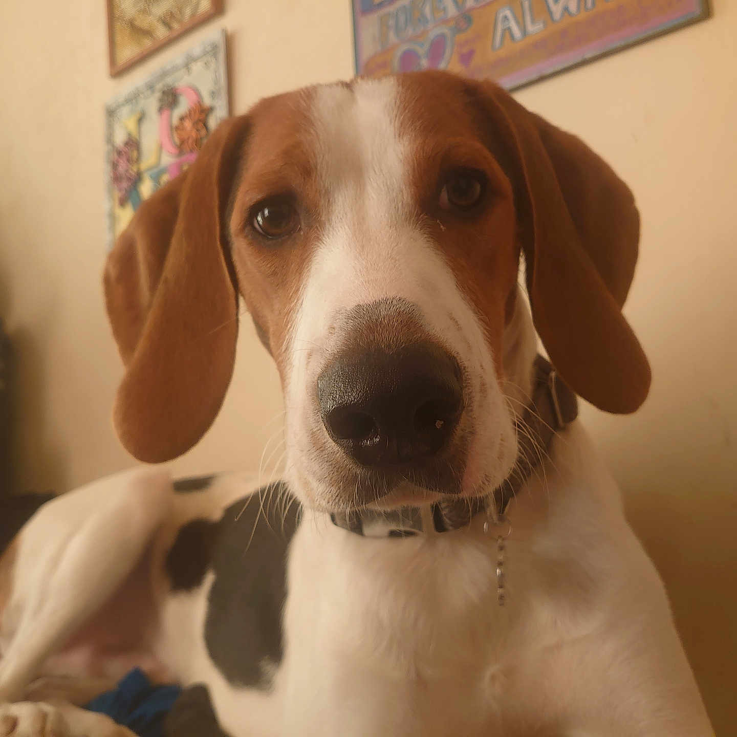 Baxter is registered to the contest to win money with this photo: adult, animal, architecture, beagle, building, canine, cat, dog, furniture, hound, indoors, labradorretriever, male, man, person, pet, photoframe, pointer, puppy, snout