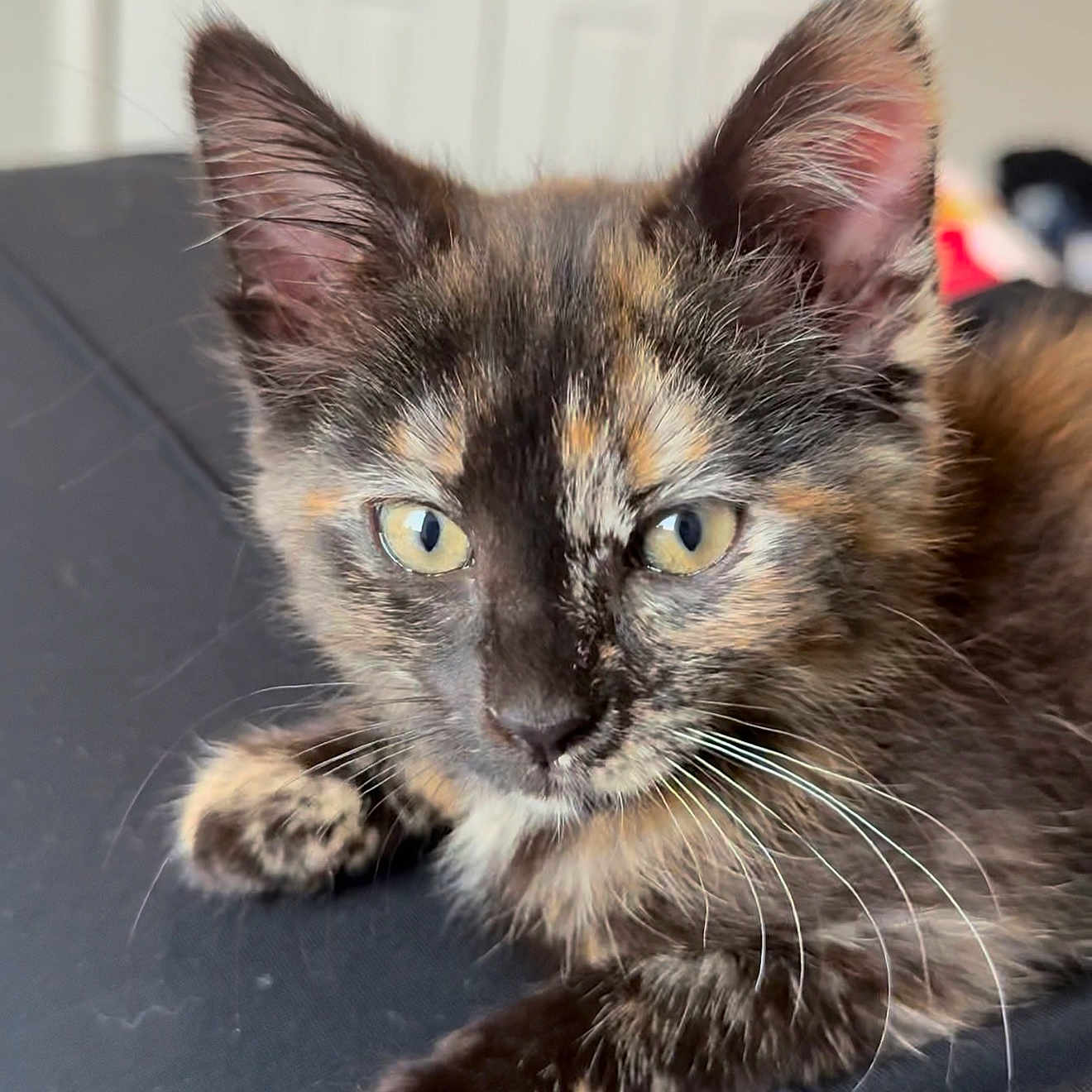 Charolette joined the competition — help win amazing prizes! kitten, cat, tortoiseshell, feline, pet, indoor, yellow_eyes, whiskers, ears, fur, closeup, portrait, curious, animal, mammal, resting, domestic_cat, young, cute, soft_lighting