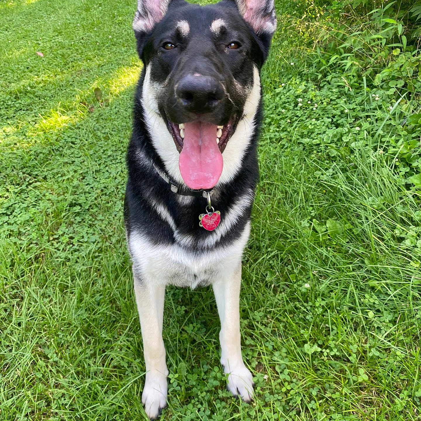 Steely is registered to the contest to win money with this photo: animal, canine, collar, daylight, dog, ears, fur, german_shepherd, grass, grass_field, greenery, happy, mammal, nature, outdoor, pet, playful, summer, tail_wagging, tongue_out