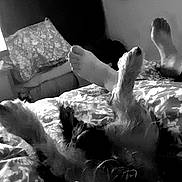 Cooper a rejoint le concours — aidez-le/la à gagner de superbes lots ! dog, bed, pillow, feet, blanket, fur, indoor, relaxing, resting, black_and_white, cozy, sleeping, animal, pet, domestic, comfort, home, furniture, paw, person