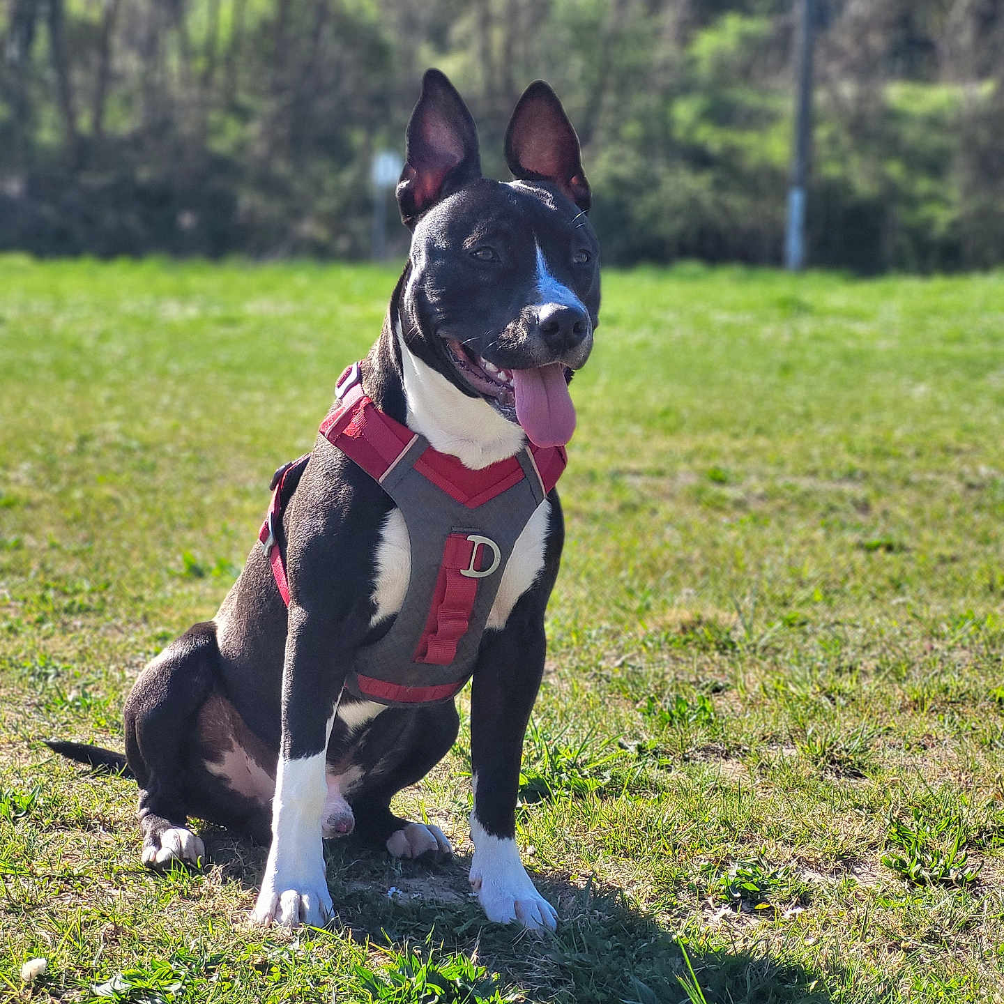 Hadès a rejoint le concours — aidez-le/la à gagner de superbes lots ! accessories, animal, bostonbull, bulldog, canine, dog, field, grass, grassland, harness, hound, husky, leash, nature, outdoors, pet, plant, pointer, puppy, strap