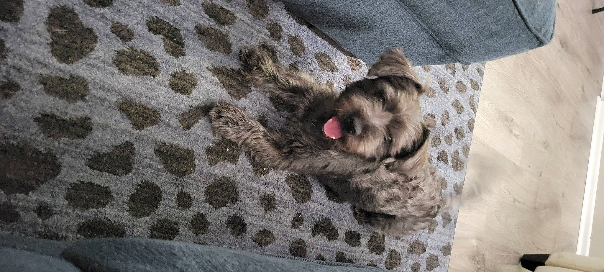 Blu joined the competition — help win amazing prizes! beige, brown, carnivore, cat, claw, comfort, companion_dog, dog_breed, domestic_short_haired_cat, fawn, felidae, fur, grey, linens, mammal, pattern, paw, small_to_medium_sized_cats, tail, whiskers